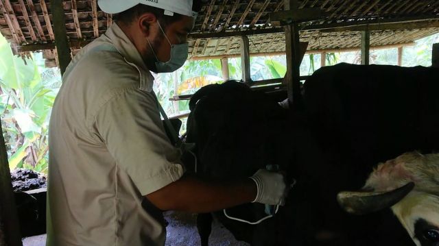Bupati Siapkan Anggaran 700 Juta, Ternak Mati Capai Ratusan Di Satu Desa, Data Beda Dengan Pemkab