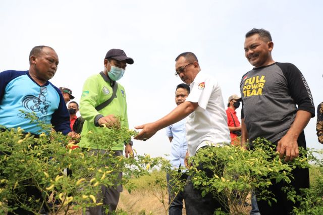 Harga Lombok Naik, Wawali Armuji Temui Petani Lombok Di Made Dan Minta Masyarakat Optimalkan Urban Farming