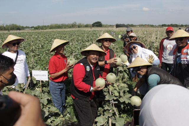 Sukses Panen Raya Buah Melon, Plt Bupati Nganjuk Dan Petani Gelar Tasyakuran