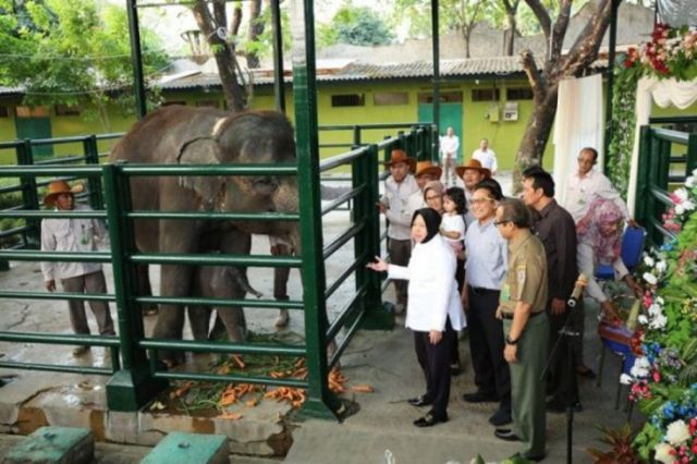 Anak Gajah Umur 2,5 Tahun Bernama Dumbo Mati di Kebun Binatang Surabaya
